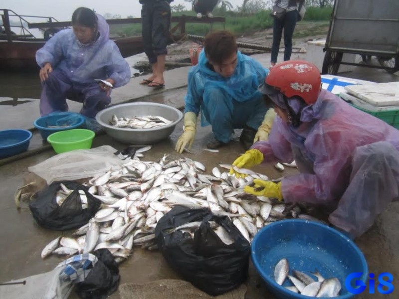 Nằm mơ thấy mua cá đánh con gì - Mơ thấy mua cá có nhiều ý nghĩa đặc biệt 