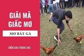 Mơ thấy bắt gà đánh con gì: Giải mã cực chi tiết theo sổ mơ Gi8