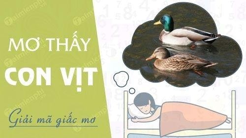 Mơ thấy đàn vịt con đánh số gì? Điềm báo giấc mơ thấy vịt con?