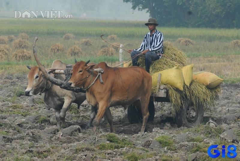 Giấc mơ thấy đàn bò đang kéo xe biểu thị sự nỗ lực và sự cố gắng, tạo động lực để vượt qua khó khăn trong cuộc sống