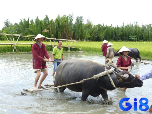 Mơ thấy đi cày ruộng đánh đề con gì và con số nào đem lại may mắn nhất