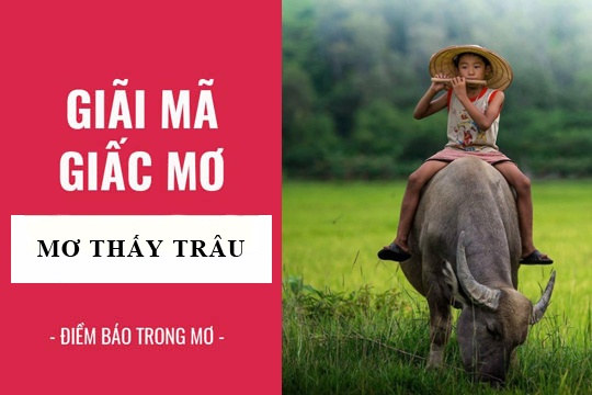 Ngủ mơ thấy trâu đánh đề con gì? Giải mã ý nghĩa, điềm báo